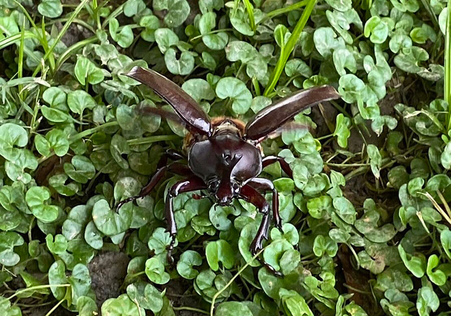 獨角仙繁殖季節到 明華溼地生態園區成觀賞秘境