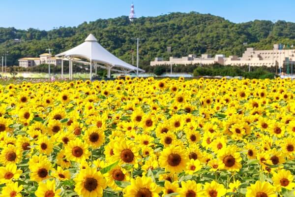 北市 河濱花海 3連發 延平河濱花海盛放 大佳河濱莫內向日葵大爆開