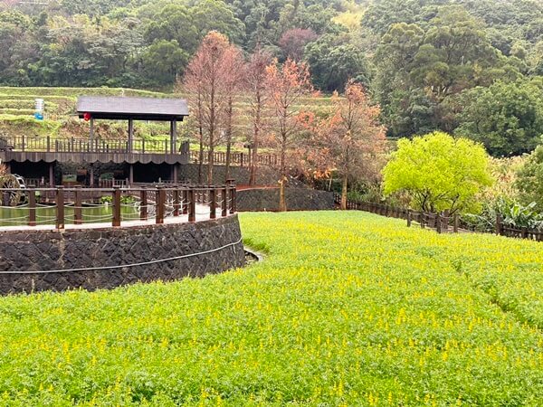 「魯冰花開、與你相遇」花季限定 把握時機造訪動物園無尾熊館與貓空樟山步道