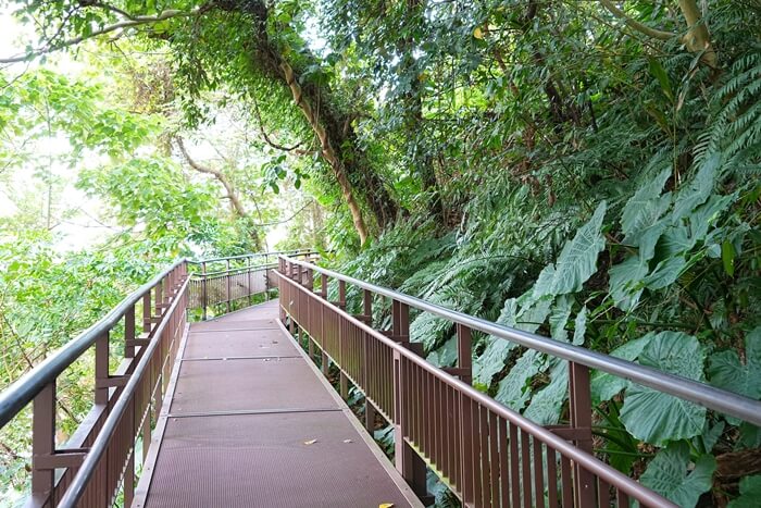 一腳步離開城囂 山林小觀音山木棧道消消脂