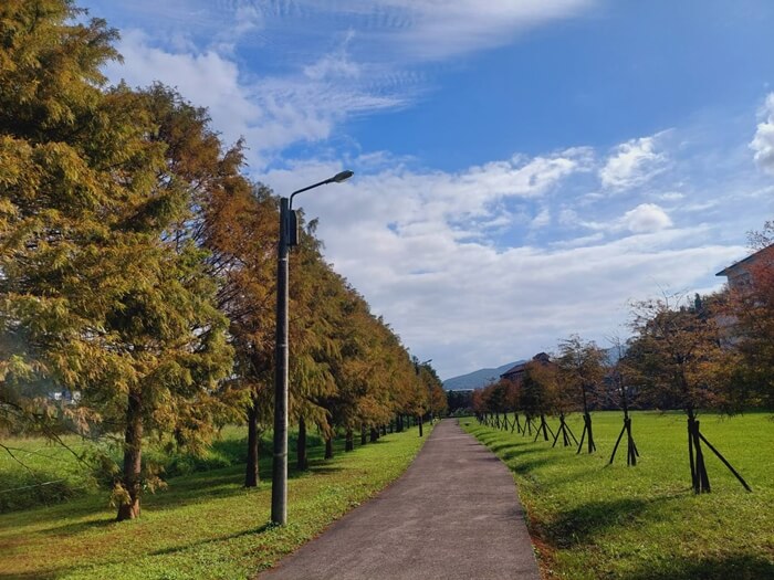 新北適合親子共遊的3處必推落羽松公園