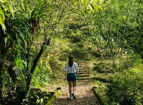 早春山櫻滿開 走訪秘境石碇烏塗社區感受人文與生態風情